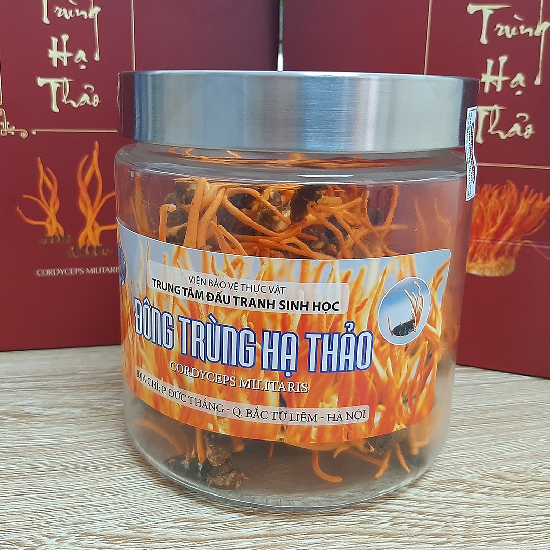 Đông trùng hạ thảo nguyên con khô